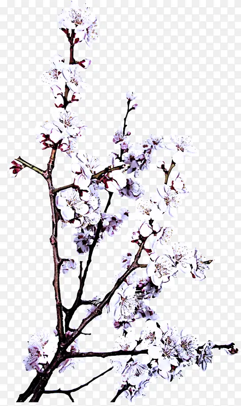 ��֦ �� ����-������