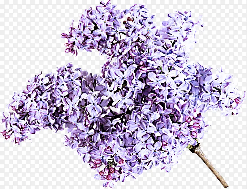 ޹�²� ���� ��ɫ-������