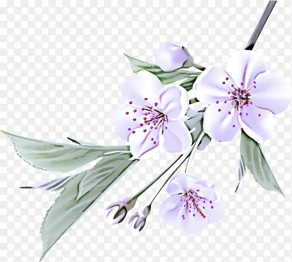 �� ֲ�� ����-������