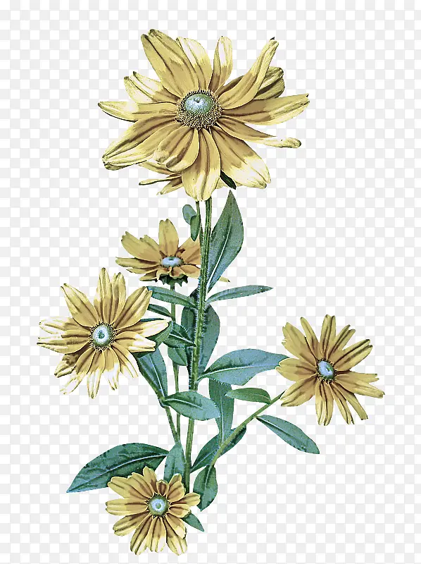 �� ֲ�� ����ֲ��-������