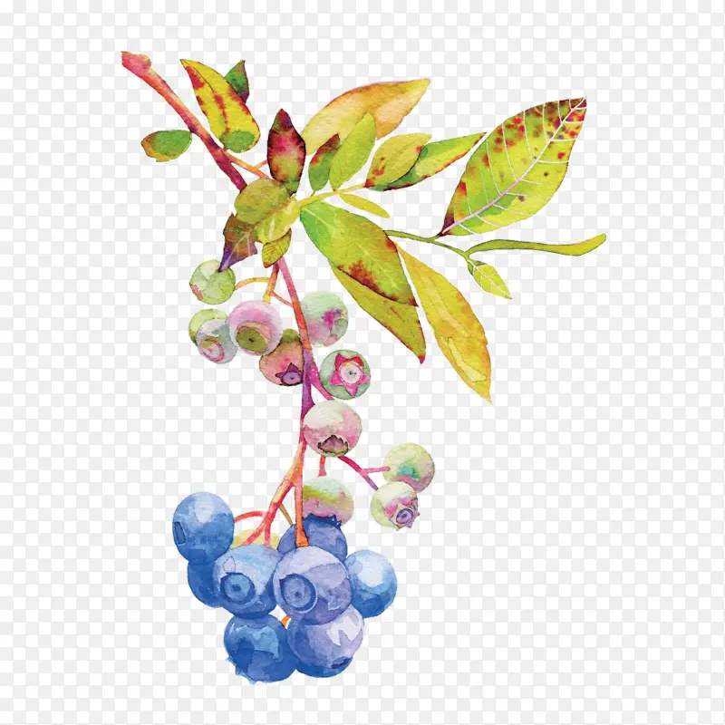 ֲ�� �� ��ʵ-������