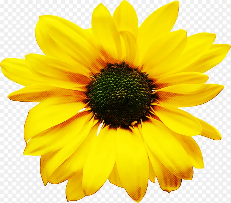 �� ����ֲ�� ����-������