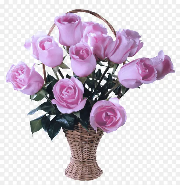 �ɹ���Ʒ�� ����ֲ�� �ۺ�ɫ-������