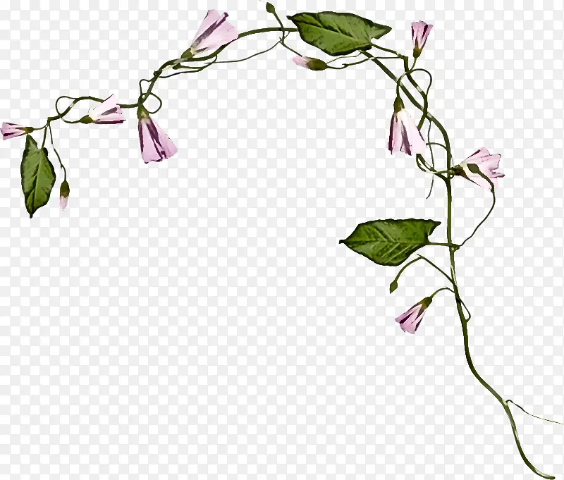 �� ֲ�� ��֦-������