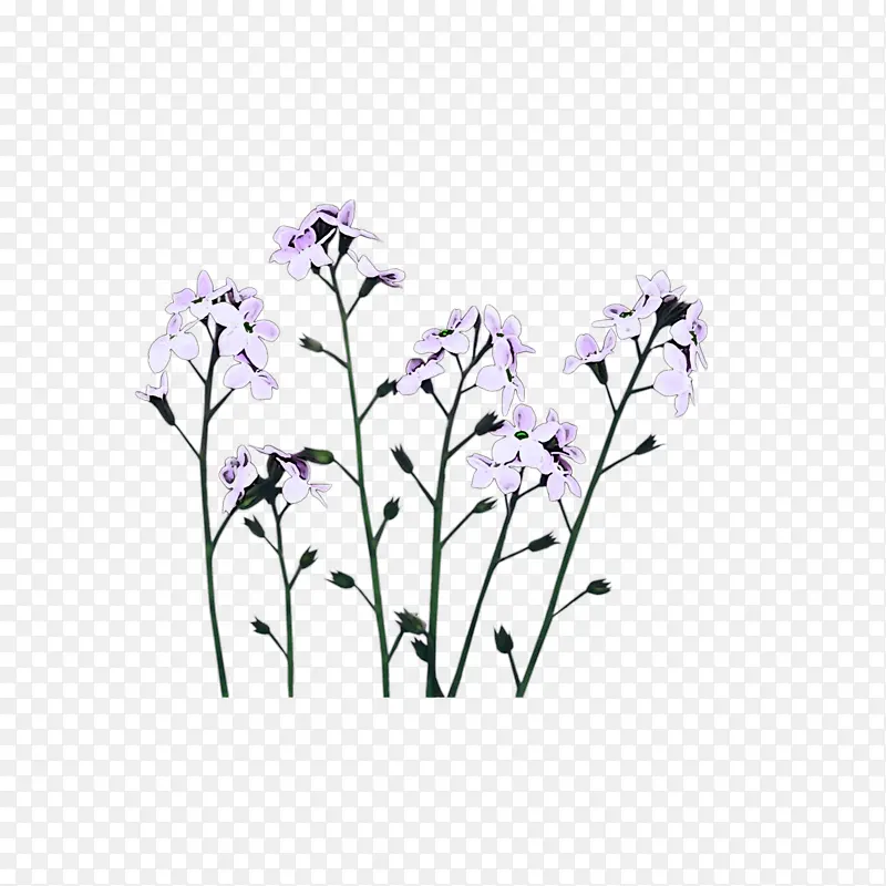 ֲ�� ��֦ ��-������