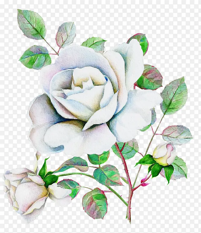 �� ��ɫ õ��-������