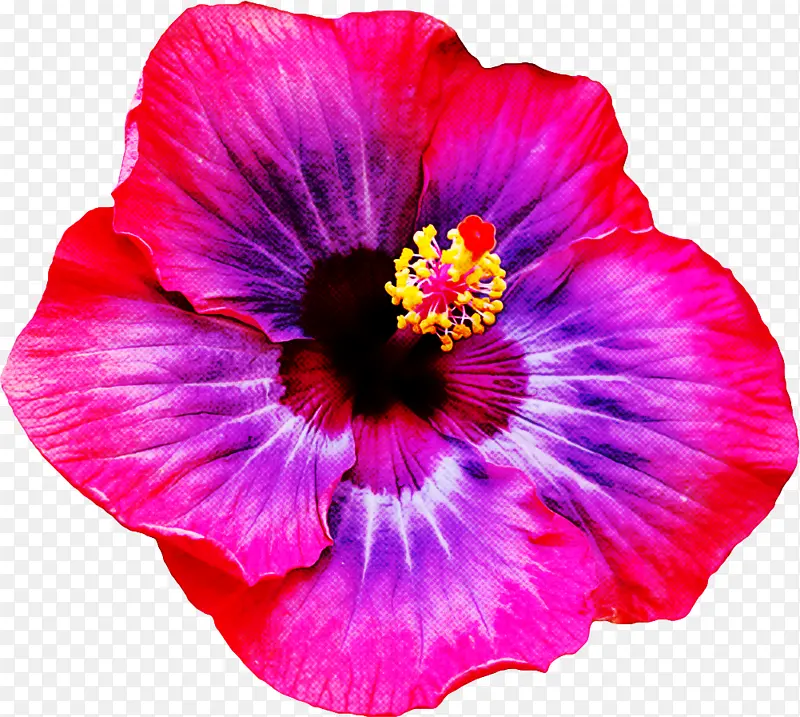 �� ����ֲ�� ����-������