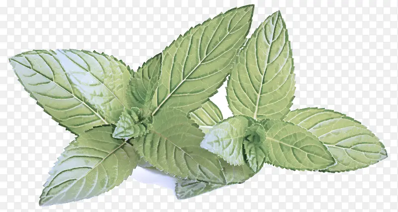 Ҷ ֲ�� ��-������