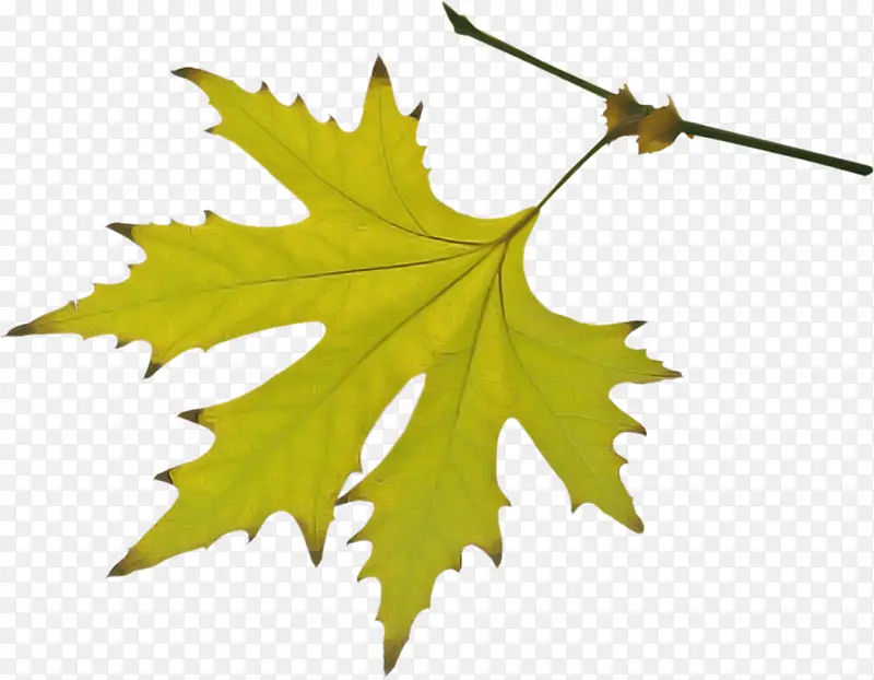 Ҷ �ڷ��� ֲ��-������