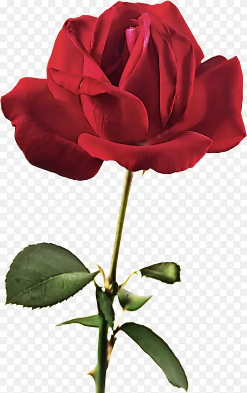 ���� ����ֲ�� ��԰õ��-������