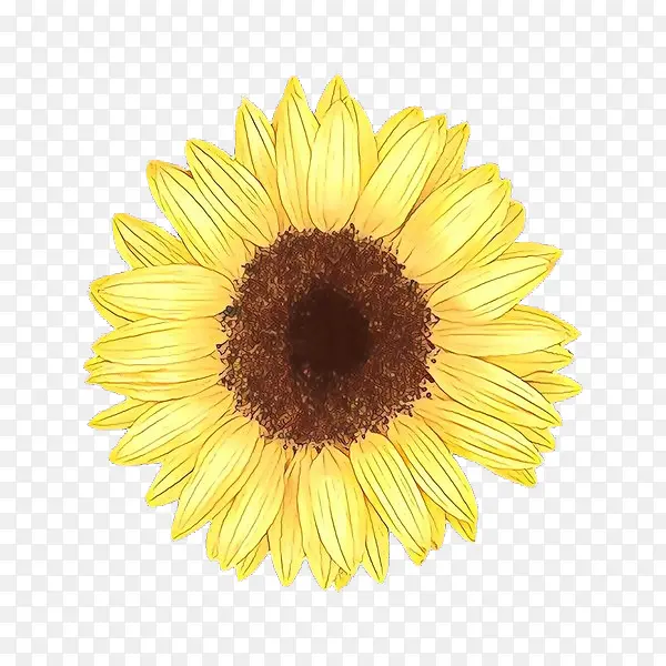 ��ͨ ���տ� ��ɫ-������