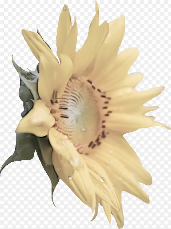 �� ֲ�� ����-������