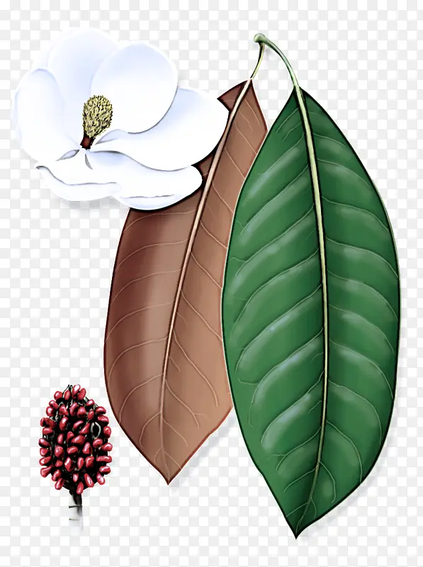 Ҷ ֲ�� ��-������