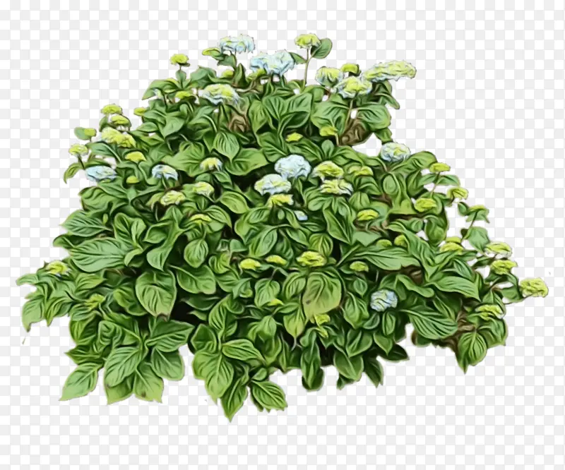 ˮ�ʻ� ���� ʪī-������