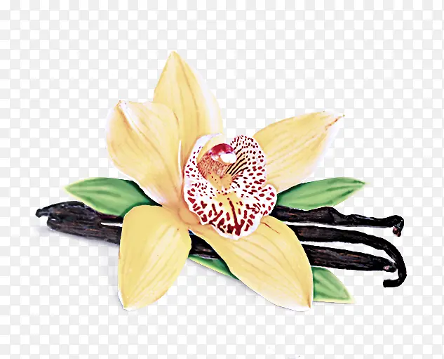 �ɹ���Ʒ�� ֲ�� ��ɫ-������