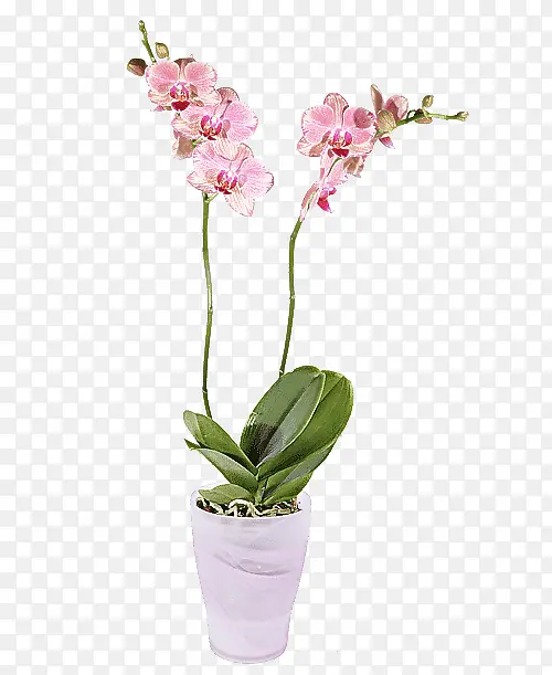 �ɹ���Ʒ�� ����ֲ�� ֲ��-������