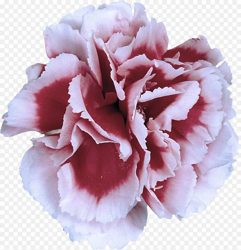 ��ɫ ���� ����-������