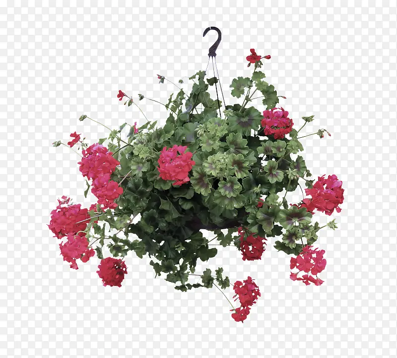 �� ����ֲ�� ֲ��-������