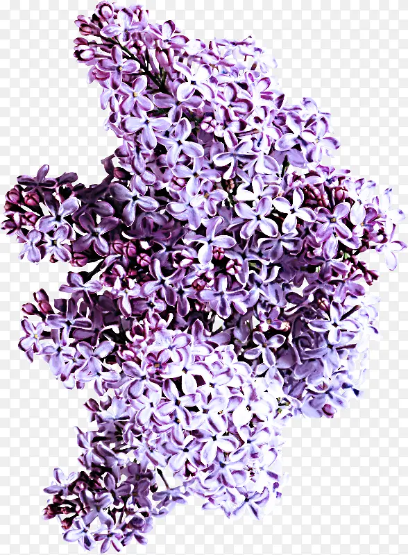 ޹�²� ��ɫ ����-������