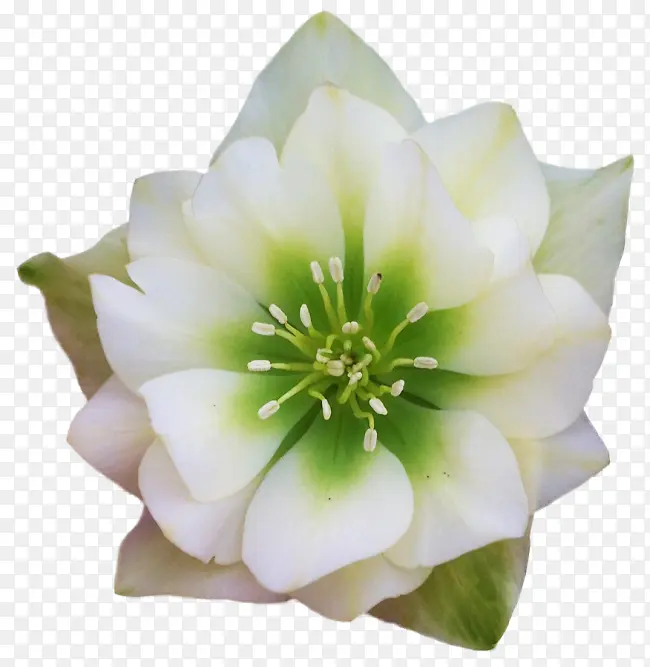 ���� �� ��ɫ-������