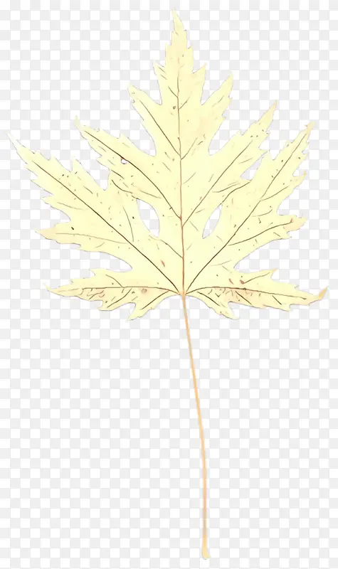 ��ͨ Ҷ�� ��-������