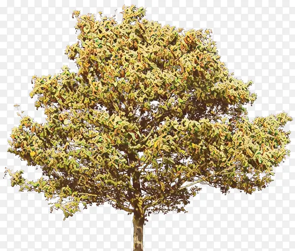 ��ͨ �� ֲ��-������