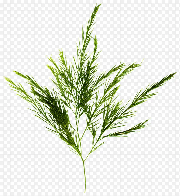 ���� ֲ�� ��-������