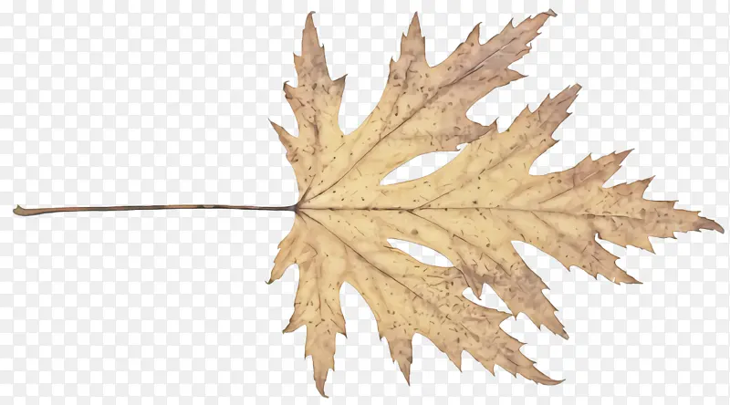 Ҷ �� ��Ҷ-������