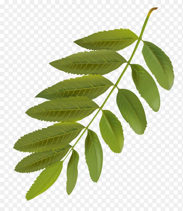 Ҷ �� ֲ��-������