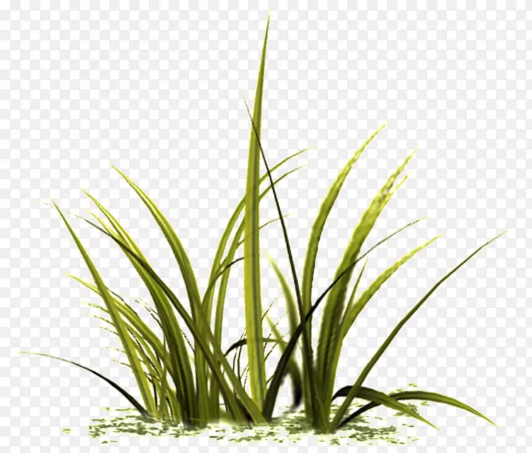 ֲ�� �� ½��ֲ��-������