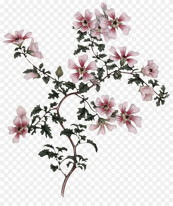 �� ֲ�� ����-������