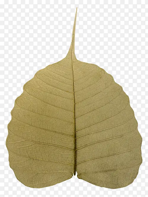 Ҷ�� �� ֲ��-������