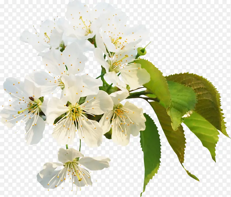 �� ��ɫ ֲ��-������