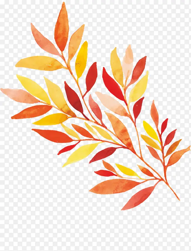 Ҷ�� ֲ�� ��-������