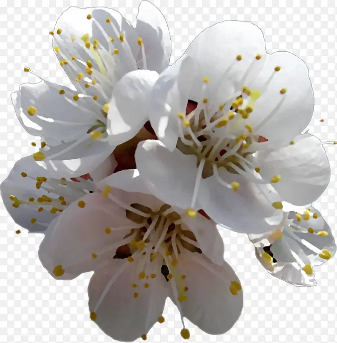 ��ɫ �� ֲ��-������