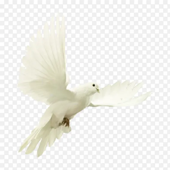 ��ɫ �� ���-������