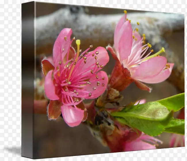 ���һ�������-�һ�-������