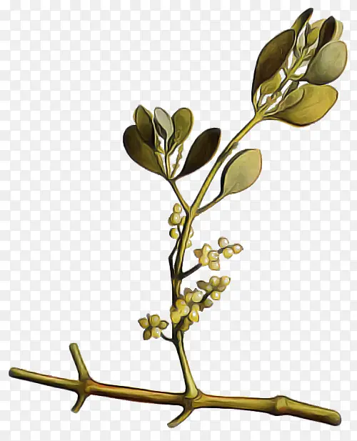 ��֦ �� ֲ��-������