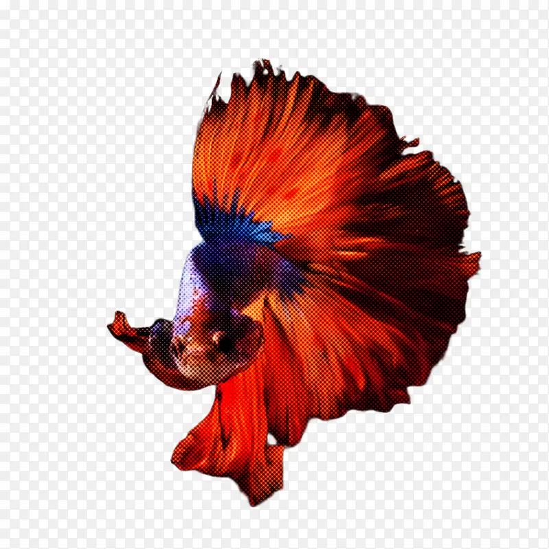 ��ɫ ��ɫ ��װ-������