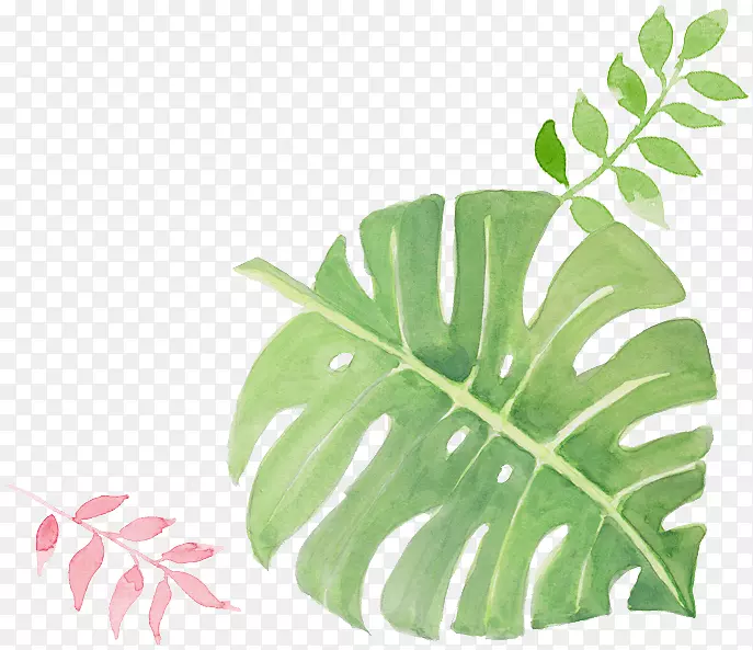 ˮ�ʻ�-ˮ�ʻ�Ҷ-������