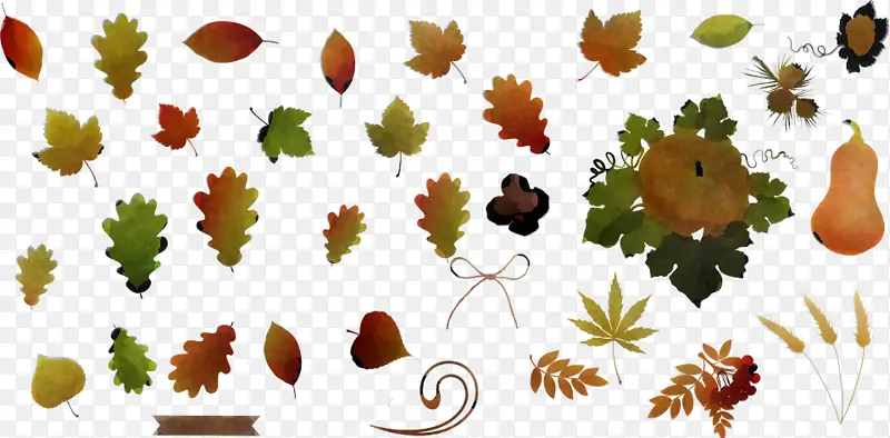 Ҷ�� ֲ�� ��-������