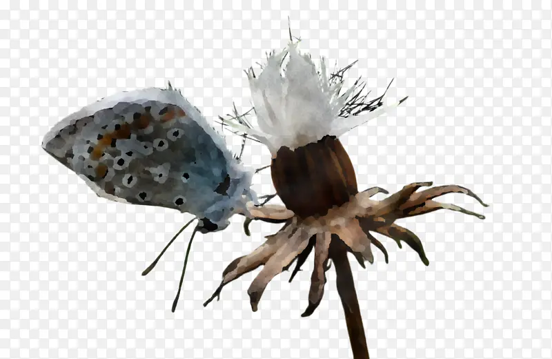 ��ɫ ���� ֲ��-������