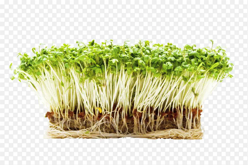 ��ޣѿ �� ֲ��-������