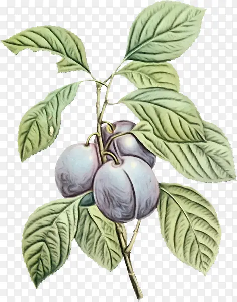 ˮ�ʻ� ���� ʪī-������