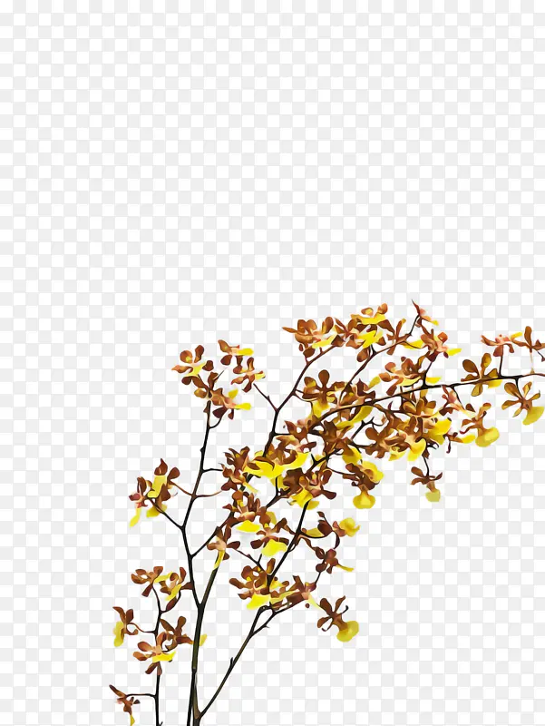 ��֦ ��ɫ ֲ��-������