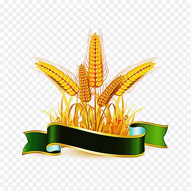 ��ɫ �ݿ� ����ֲ��-������