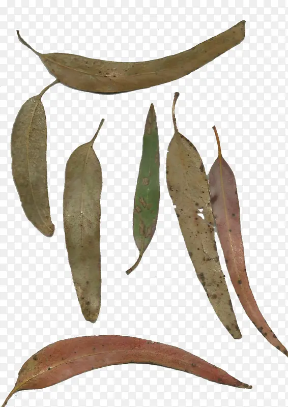 ֲ�� Ҷ�� ��-������