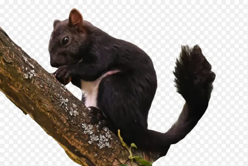 ��ȻʳƷ ��ݮ ˮ��-������