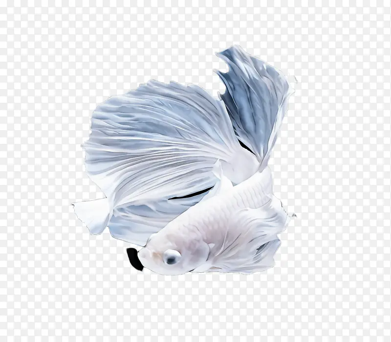 ��ɫ ��ë β��-������