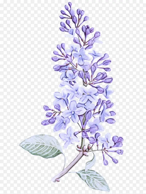 ���� ޹�²� ��-������